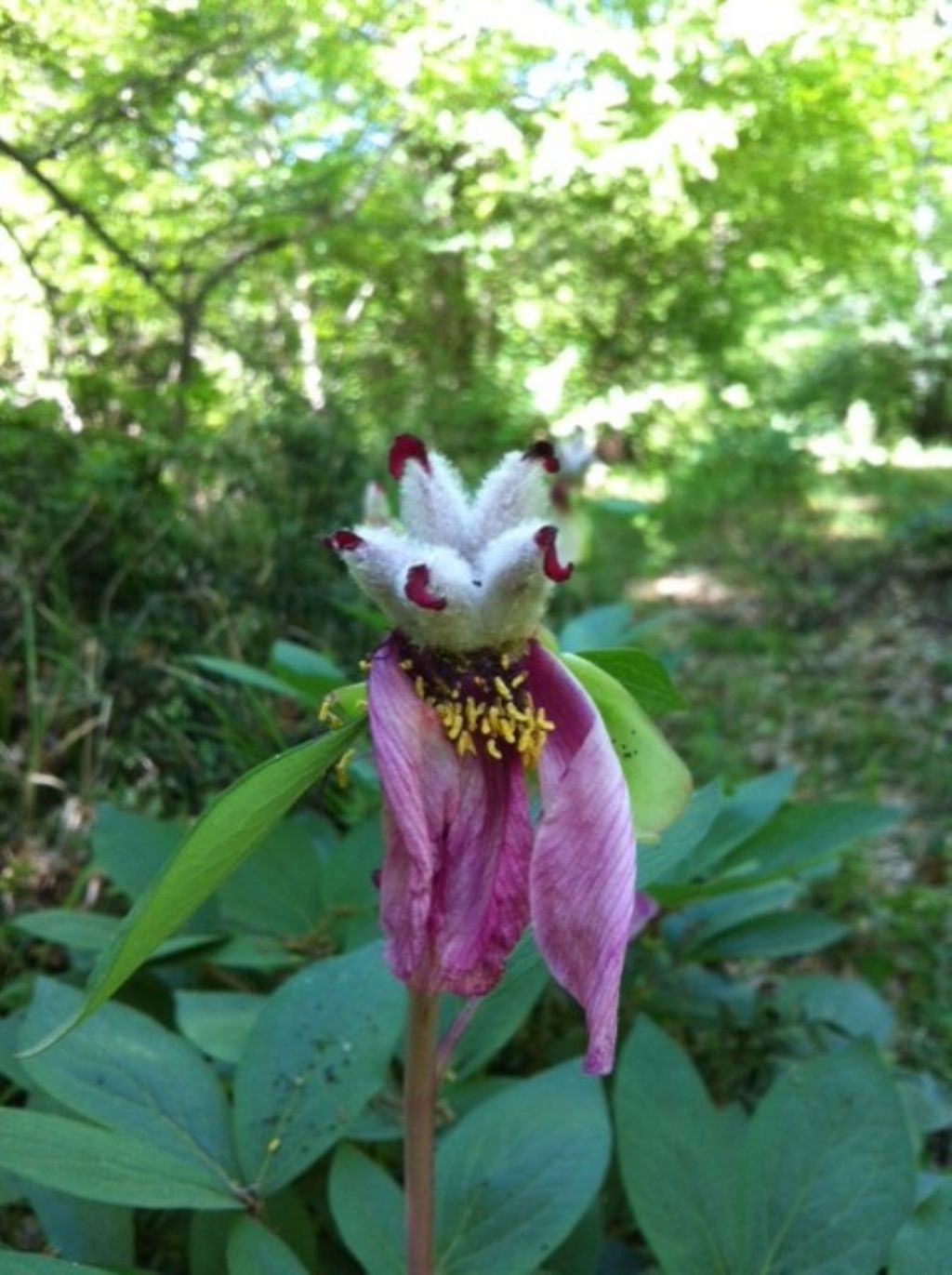 Paeonia mascula